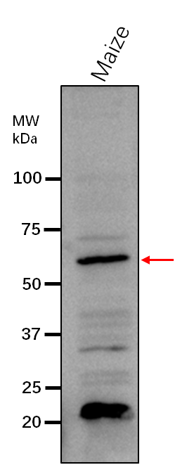 Anti-GBSS1/ Granule-bound starch synthase 1