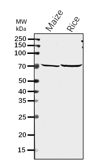 Anti-SSI/ Starch Synthase I Rabbit Antibody