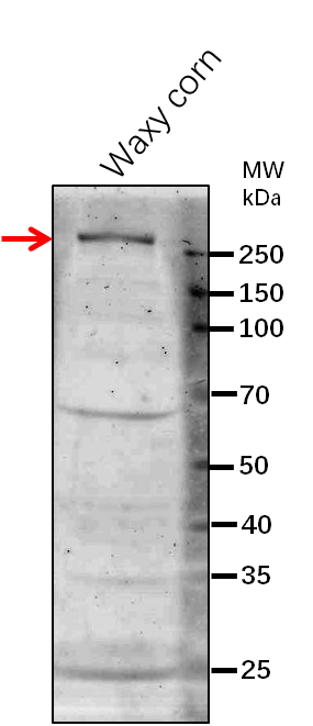 Anti-Du1 / SSIII / Glucose-1-phosphate adenylyltransferase