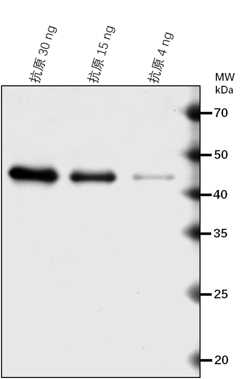 Anti-zpu1/ pullulanase-type starch debranching enzyme1
