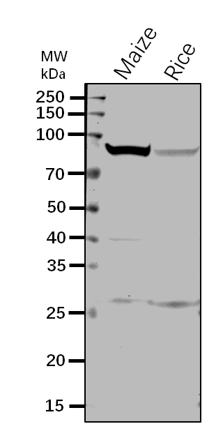 Anti-Sh1 / Shrunken-1 / Sucrose synthase 1