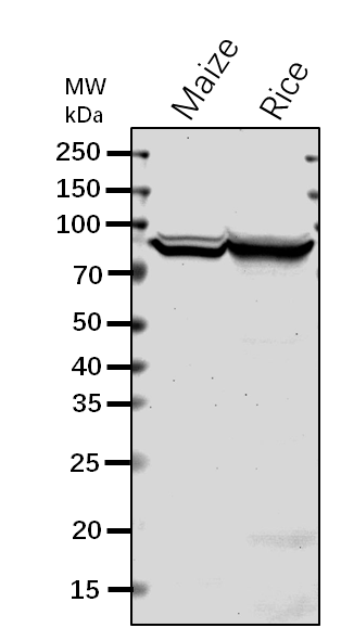 Anti-Ae1 / SBEIIb / Starch branching enzyme IIb