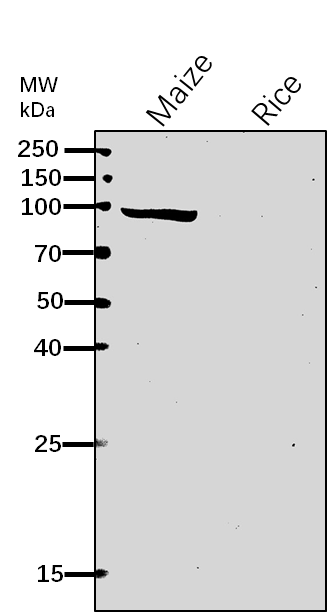 Anti-SSV/ Starch Synthase V