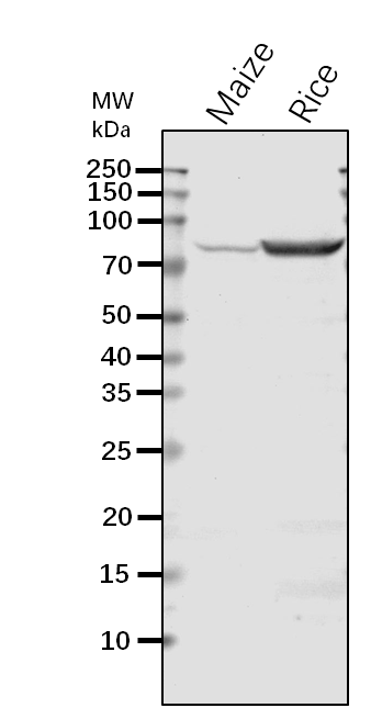 Anti-SU1 / Isoamylase SU1 Rabbit Antibody