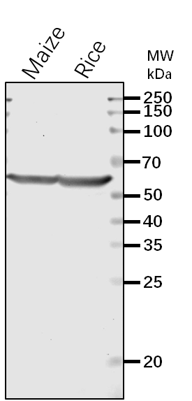 Anti-Sh2 / Shrunken2 / ADP-glucose pyrophosphorylase