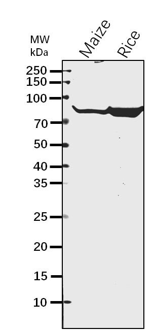 Anti-SBE1/ Starch-branching enzyme