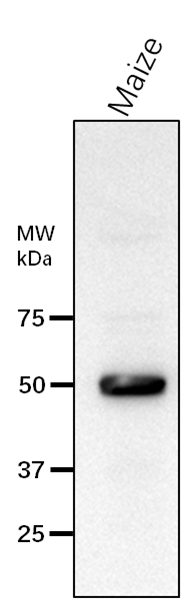 Anti-Bt1/ Adenine nucleotide transporter BT1
