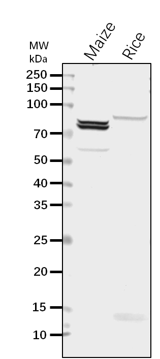 Anti-SSIIa / Su2 / Starch synthase IIa