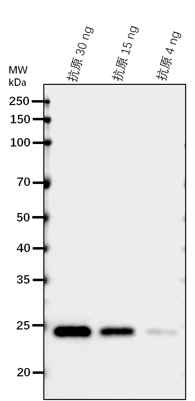 Anti-PNSL1/ Photosynthetic NDH subunit of lumenal location 1