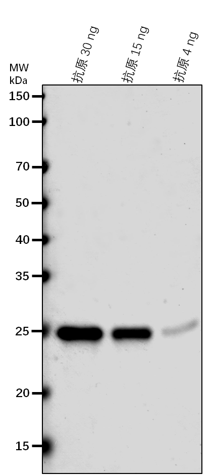 Anti-su4/ISA2/ sugary4 rabbit antibody