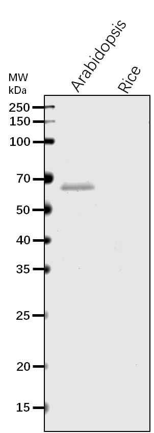 Anti-TOC64-III/OEP64 / Outer envelope protein 64