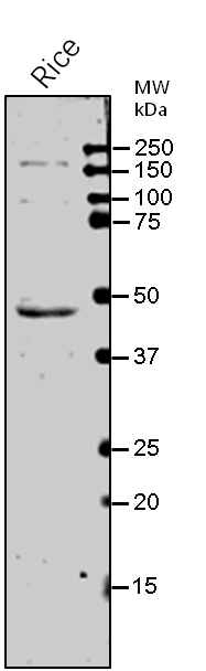 Anti-OsSad / LOC_Os05g18770 rabbit antibody