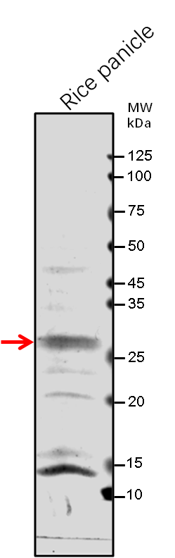 Anti-Os06g0666100 protein/ zinc-binding protein