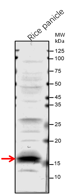 Anti-Os02g0203700 protein/ Zinc finger transcription factor