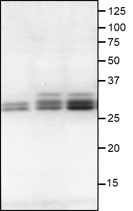 Anti-GID2 / Gibberellin receptor GID2 antibody