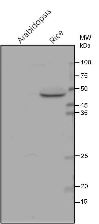 Anti-NDH48/NAD(P)H DEHYDROGENASE SUBUNIT 48 Antibody