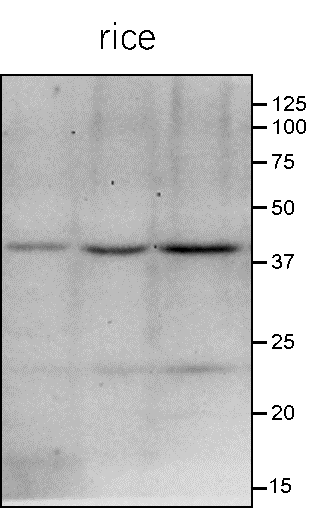 Anti-GID1 / Gibberellin receptor GID1 antibody
