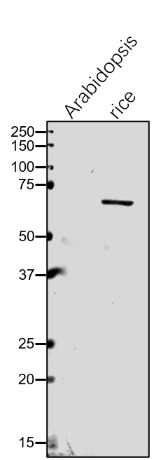 Anti- OsRanGap/ LOC_Os05g46560 Rabbit antibody