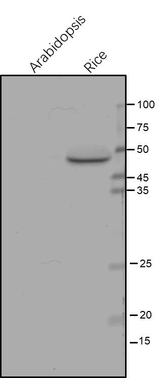 NDH48 / NAD(P)H dehydrogenase subunit 48