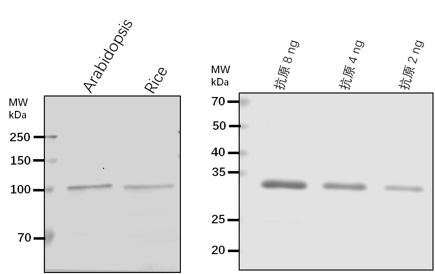Anti-AGY1/ chloroplast protein-transporting ATPase