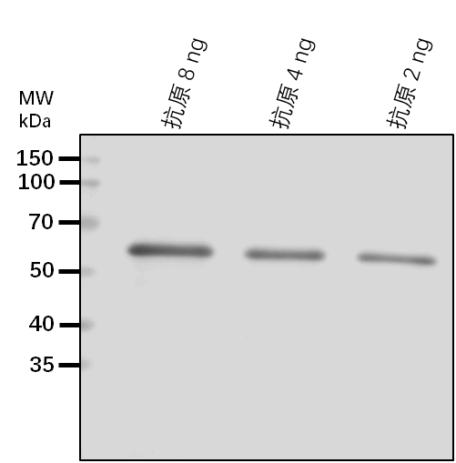 Anti-CIP1/ COP1-interactive protein 1