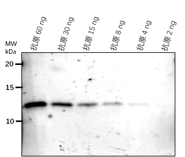Anti-Lhca6/ Photosystem I chlorophyll a/b-binding protein 6