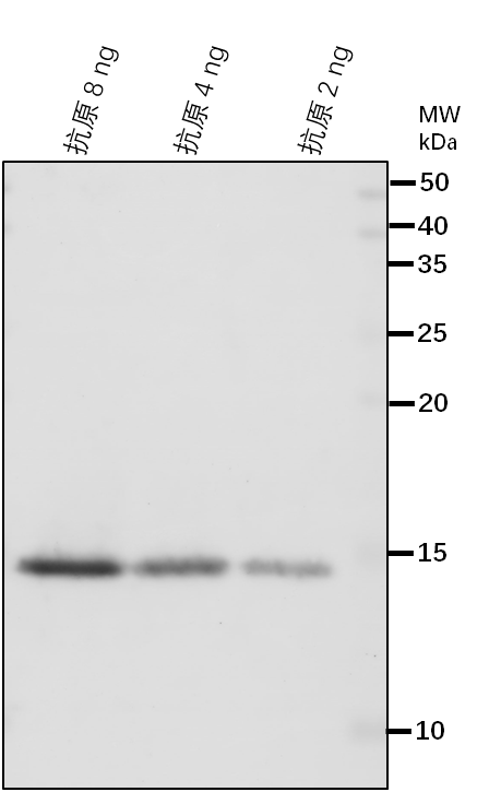 Anti-H2AXA/ Probable histone H2AXa