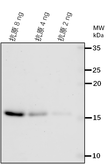 Anti-HTA8/ Probable histone H2A variant 2