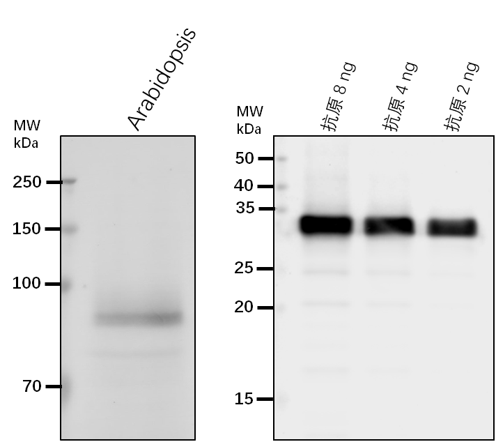 Anti-NBR1/ Protein NBR1 homolog