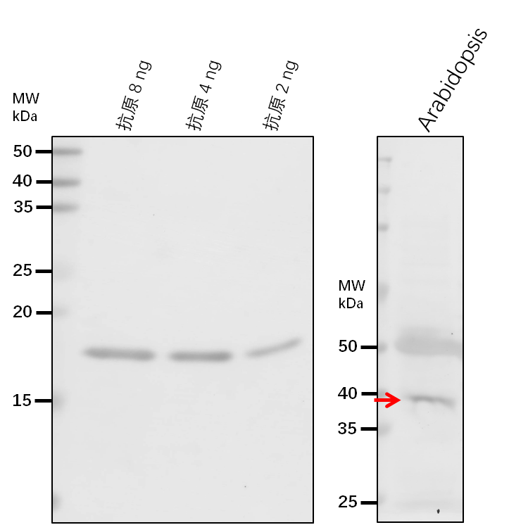 Anti-SAL1/ Sal1 phosphatase