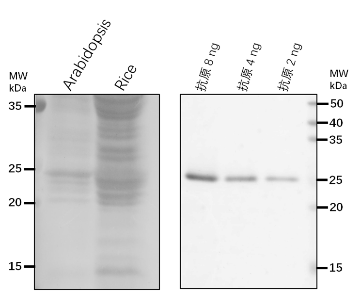 Anti-HSP23.5/ Heat shock protein 23.5，mitochondrial