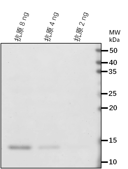 Anti-PGR5/ Proton gradient regulation 5