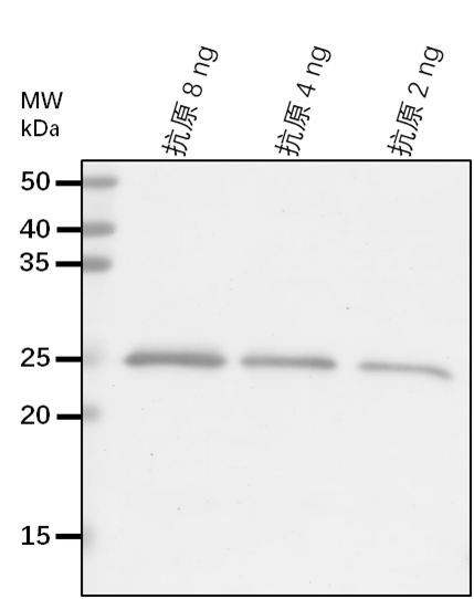 Anti-SAC3B/ SAC3 family protein B