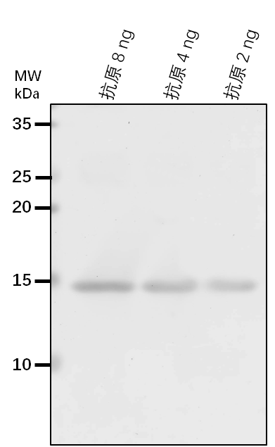 Anti-AT1G67350/ NADH-ubiquinone oxidoreductase