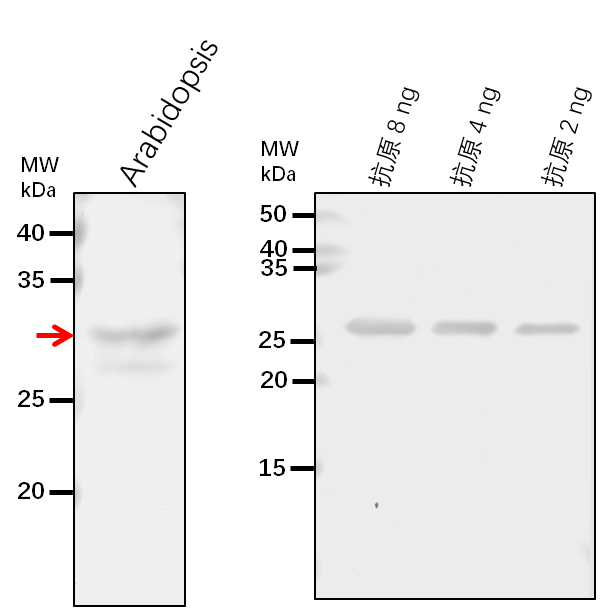 Anti-BCCP1/Biotin carboxyl carrier protein of acetyl-CoA car