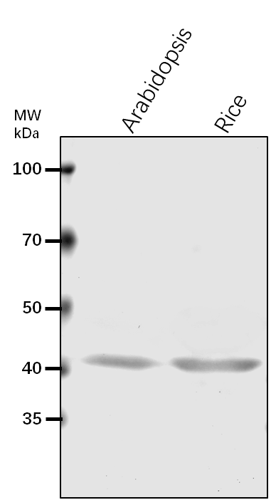 Anti-TAP38/PPH1/ Protein phosphatase 2C 57