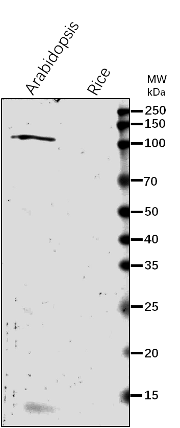Anti-Protein TIC110 Rabbit Antibody