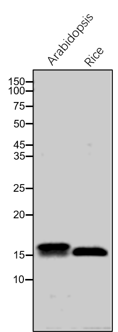 Anti-ATPG / PDE334 / ATP synthase beta chain (Subunit II)
