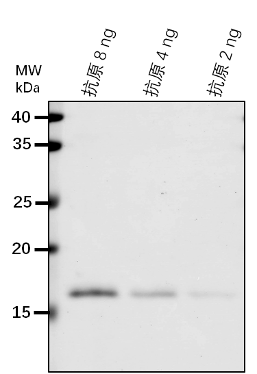 Anti-ARF1/ ADP-ribosylation factor 1