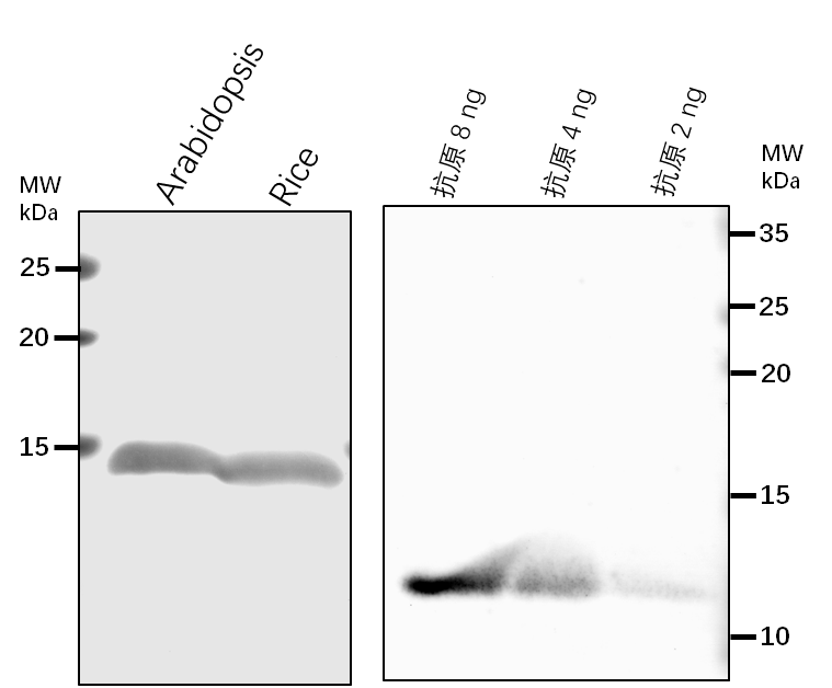 Anti-CYTC-1/ Cytochrome c-1