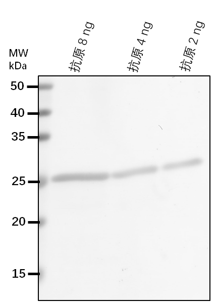 Anti-BIN2/ BRASSINOSTEROID-INSENSITIVE 2