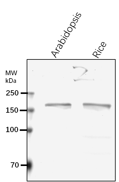 Anti-CHC1/ Clathrin heavy chain 1