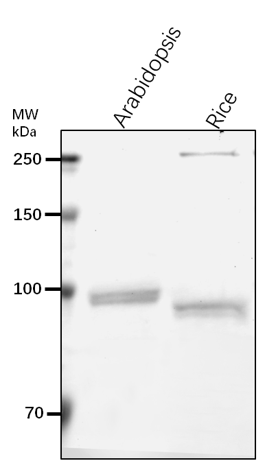 Anti-CESA8/ Cellulose synthase A catalytic subunit 8