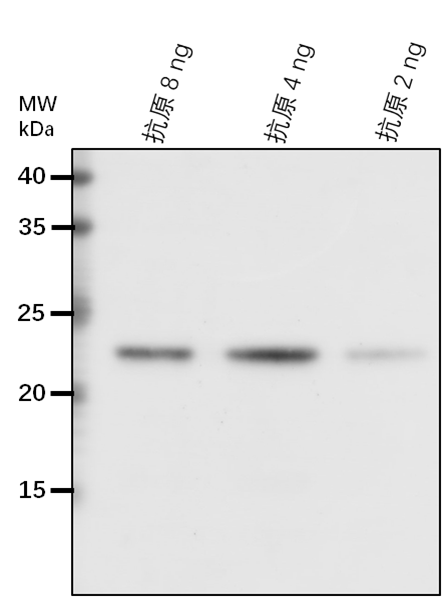 Anti-EFE/ Ethylene-forming enzyme