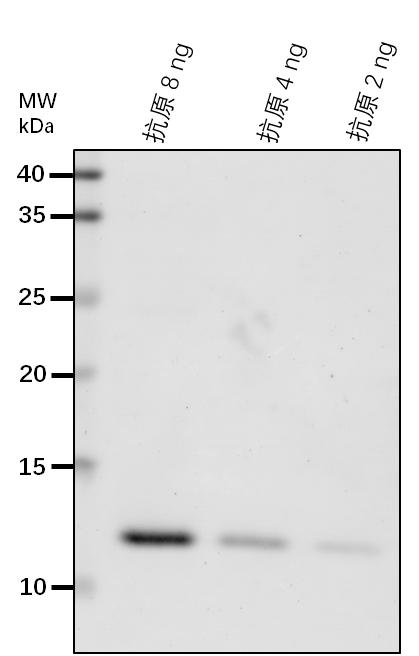 Anti-COI1/ CORONATINE INSENSITIVE 1