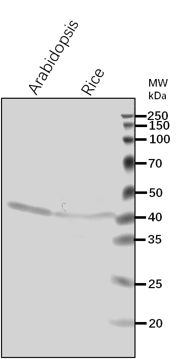 Anti-SAM2/ S-adenosylmethionine synthase 2