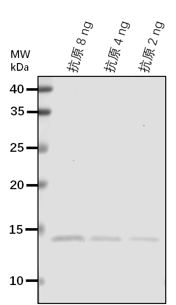 Anti-BIK1/ Serine/threonine-protein kinase BIK1