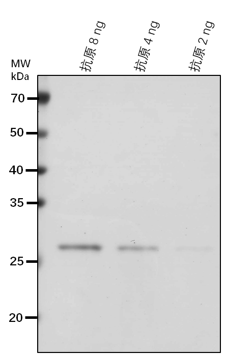 Anti-ARP6/ Actin-related protein 6