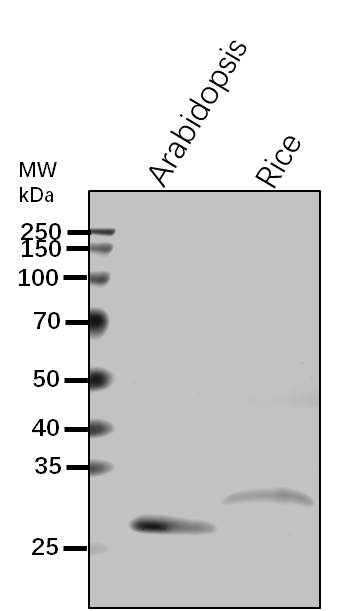 Anti-VHA-E1/ V-type proton ATPase subunit E1