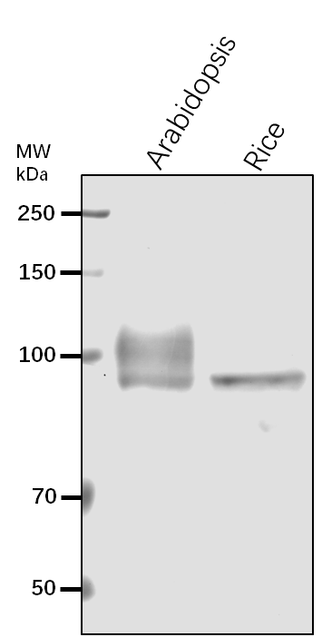 Anti-H+ATPase/ Plasma membrane H+ATPase